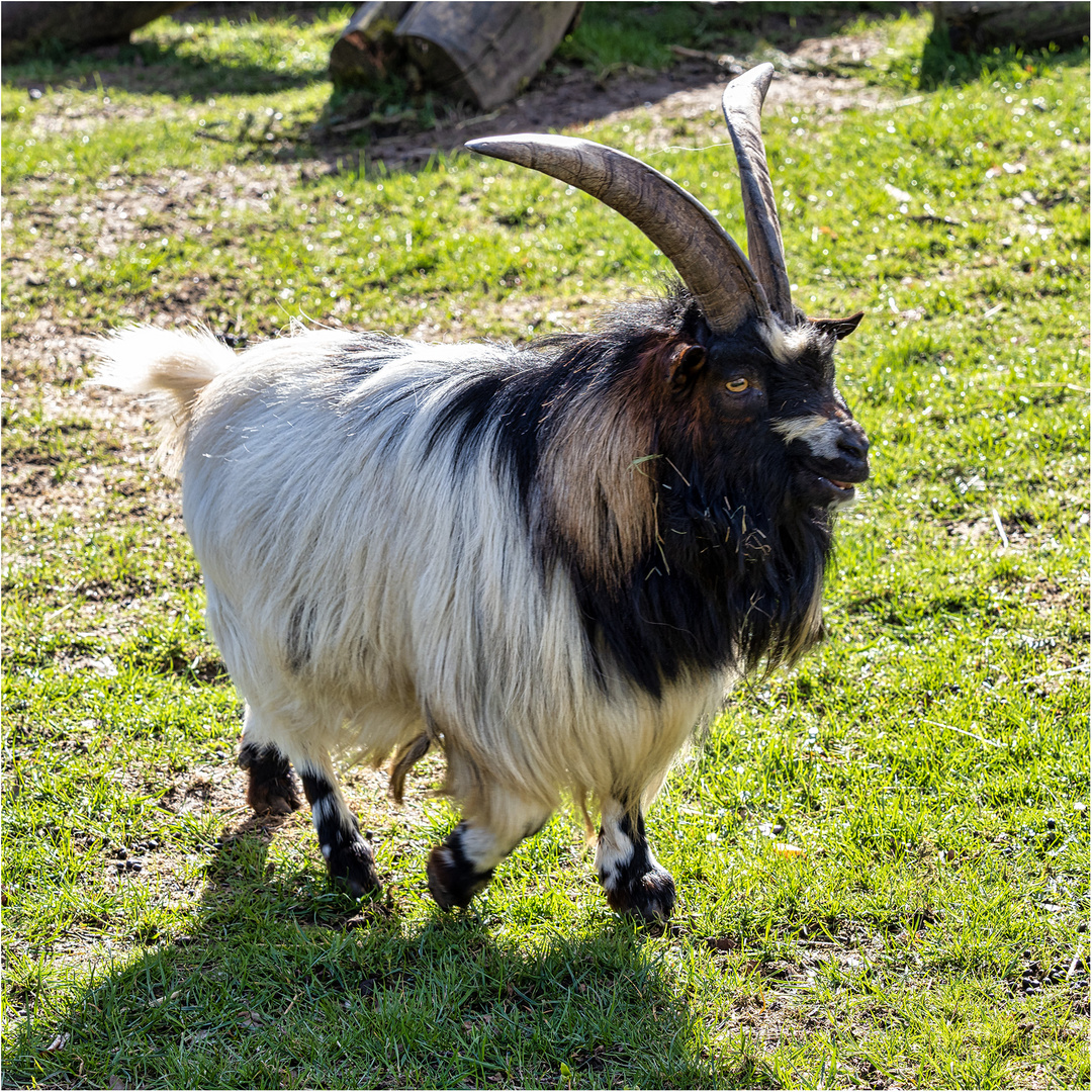 Rudi Foto & Bild natur, portrait, porträt Bilder auf