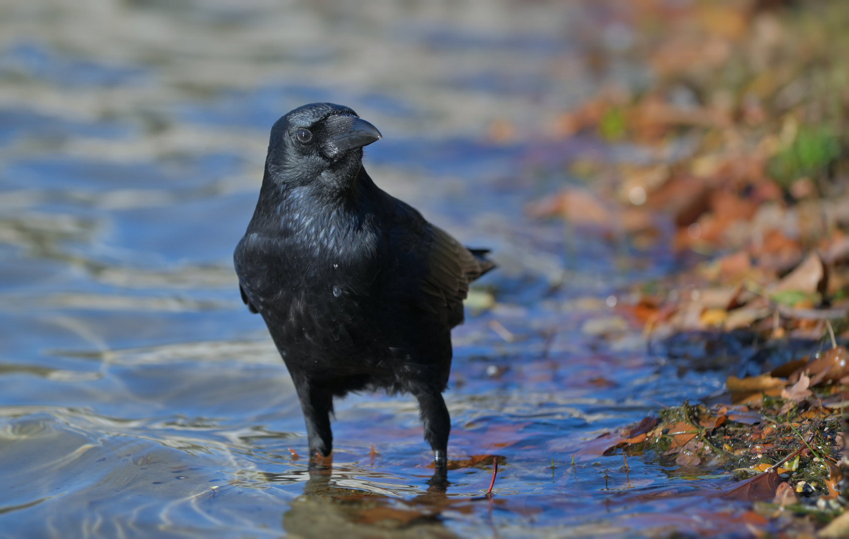 "Rudi"  im Herbst ...