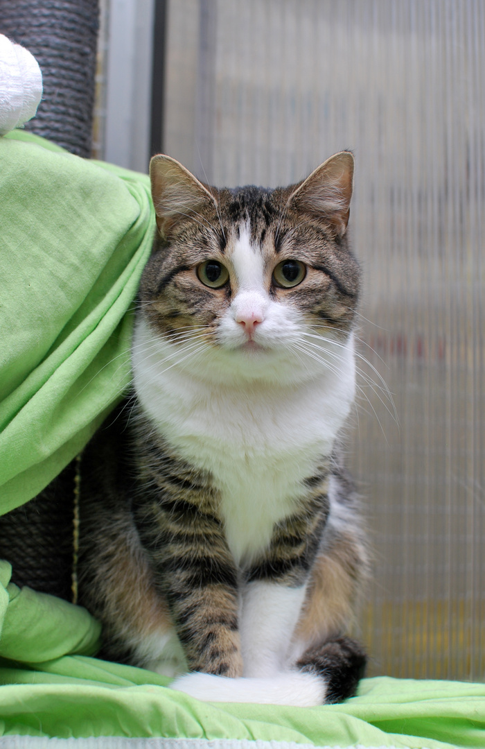 Rudi mit dem süßen bollerigen Kater-Kopf