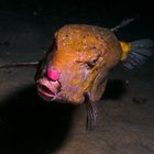 Rudi the red nose boxfish