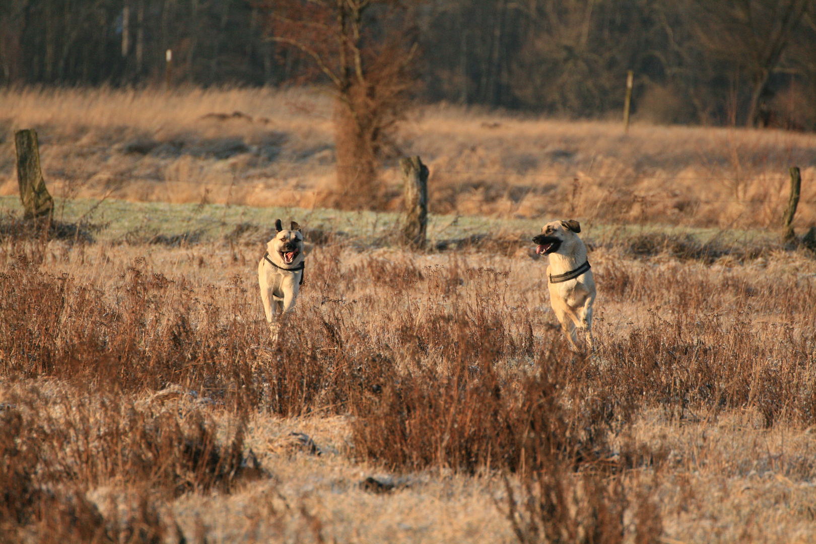 Rudi und Kaya in top speed