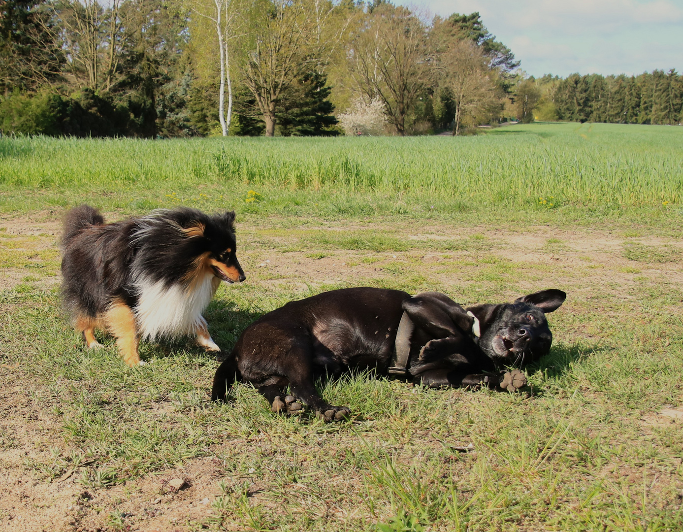 Rudi und Wickie