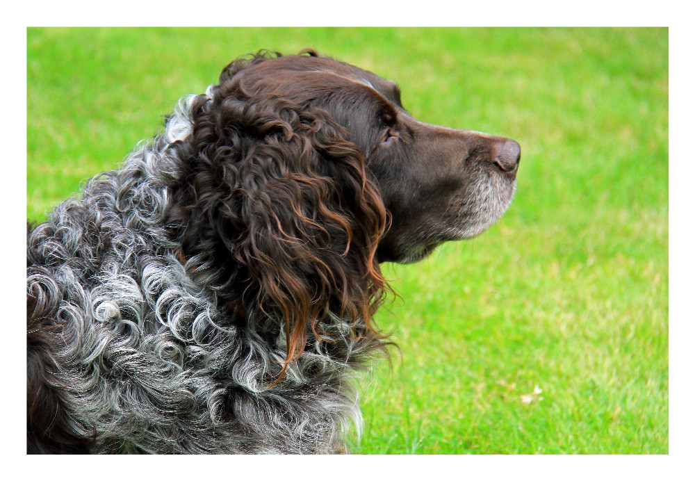 Rudi (Wachtelhund) aus Below