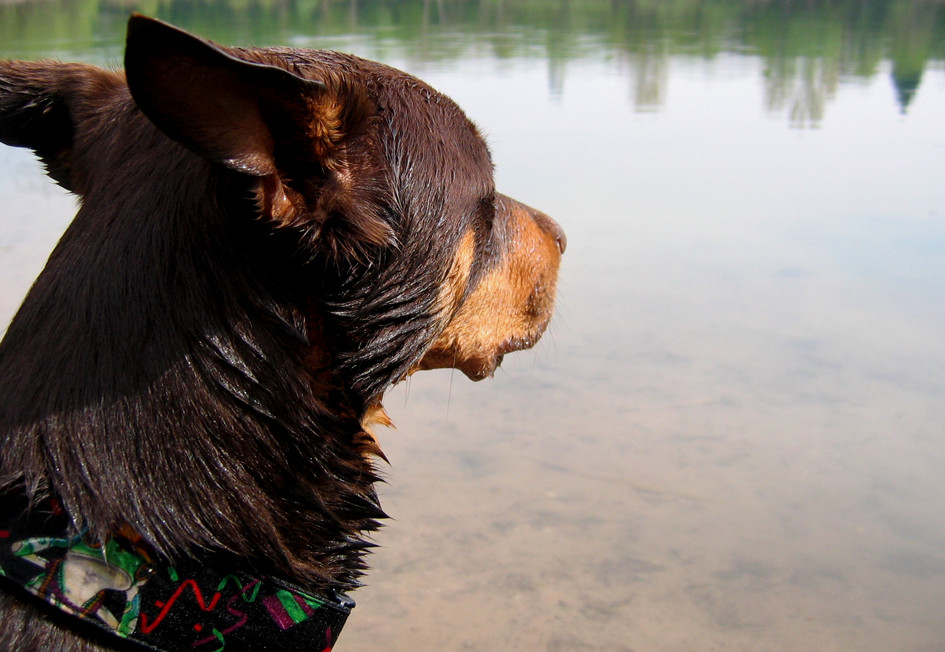 Rudi...mein Working Kelpie