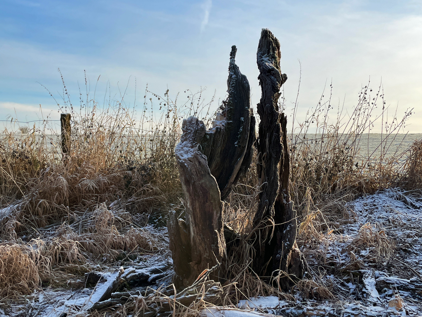 Rudimentärer Restbaum