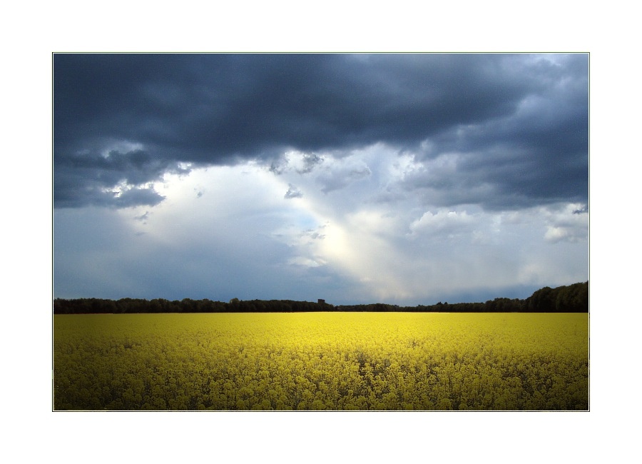 Rudis Himmel über bayerischen Rapsfeld