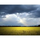 Rudis Himmel über bayerischen Rapsfeld