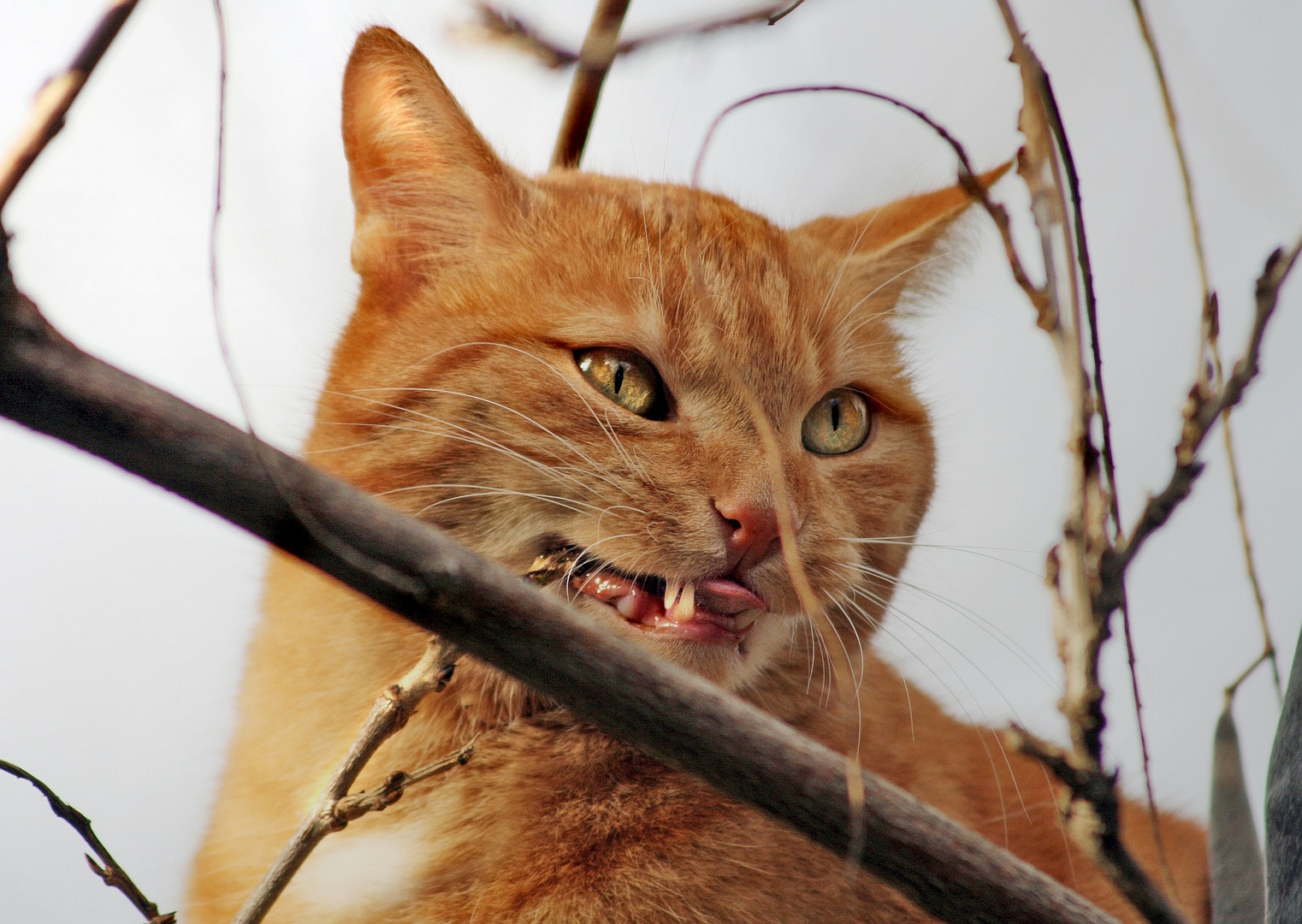 Rudi.....warum frisst du Zweige? --- Rudi's going nuts.....