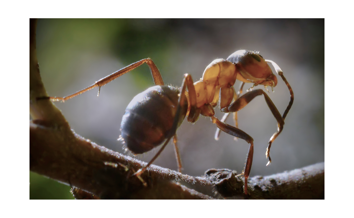 Rudoji miško skruzd?l? (Formica rufa) 