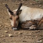 Rudolf hat jetzt Sommerpause