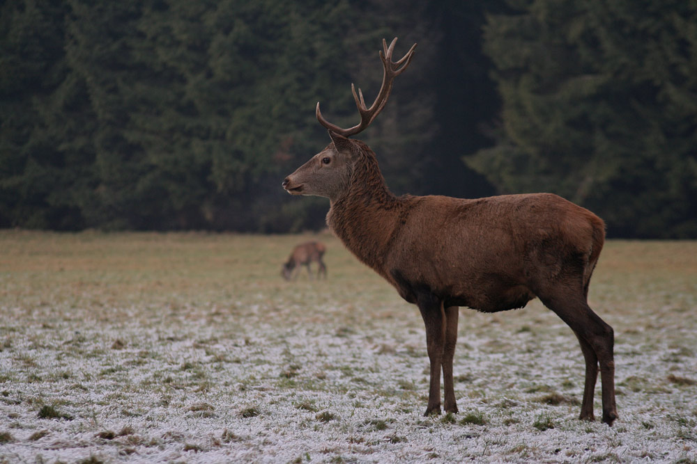 Rudolf mit Anhang