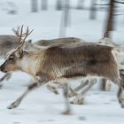 Rudolf rennt..