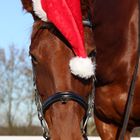 Rudolf the Red nose horse