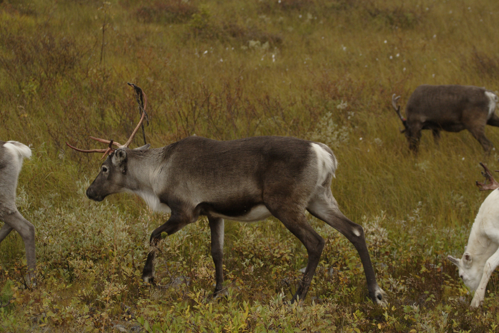 Rudolf, the red nose reindeer II (Rangifer tarandus)