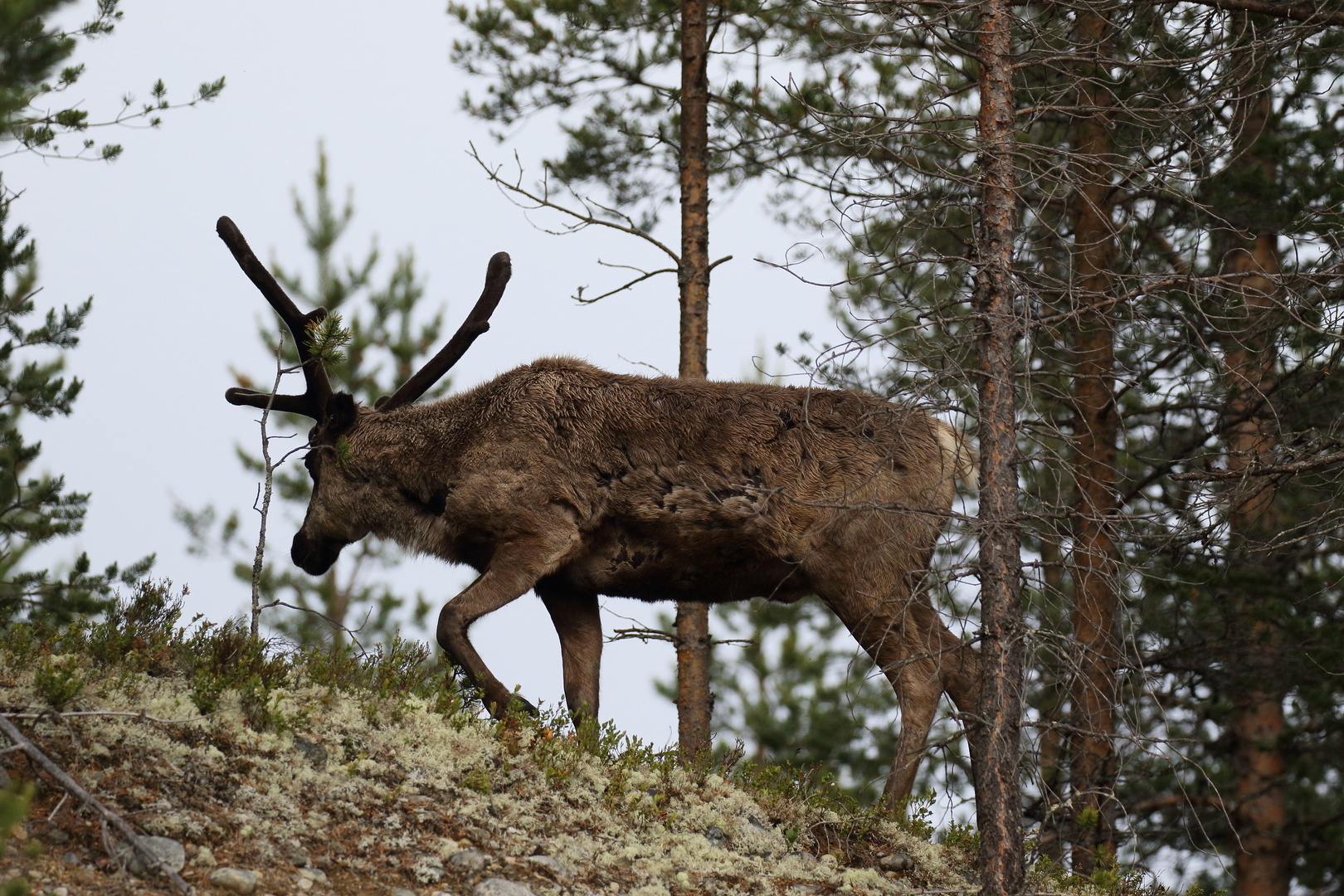 Rudolfs Kumpel