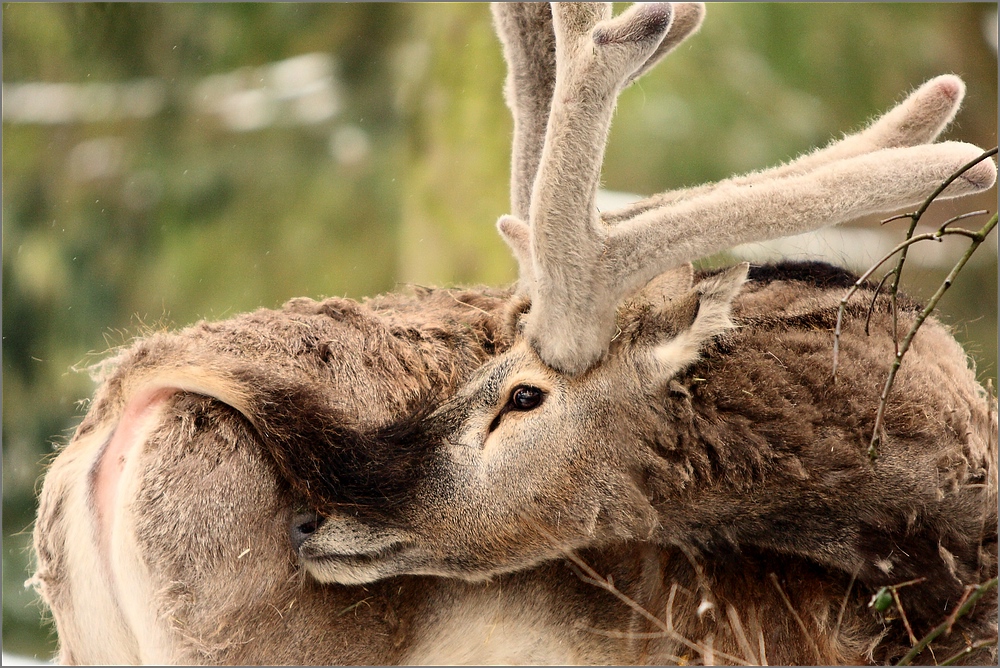 Rudolph ohne rote Nase...