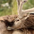 Rudolph ohne rote Nase...