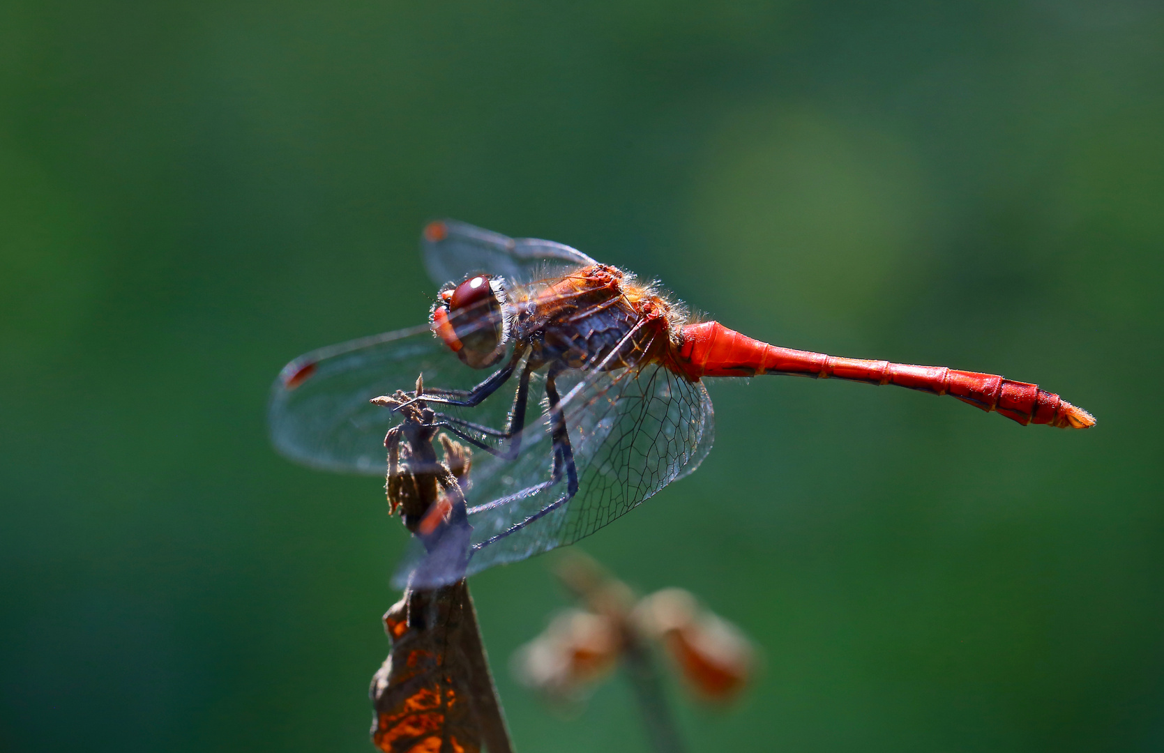 Rudolph, the red-nosed dragon-fly