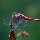 Rudolph, the red-nosed dragon-fly
