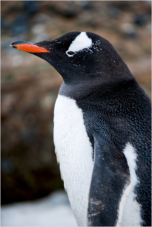 [ Rudolph, the red-nosed Gentoo ]