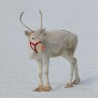 Rudolph the red-nosed reindeer ...