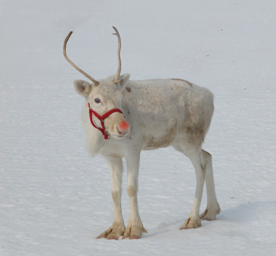 Rudolph the red-nosed reindeer ...