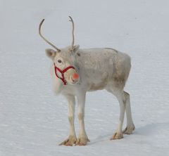 Rudolph the red-nosed reindeer ...