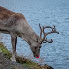 Rudolph, the Red-Nosed Reindeer; wie er leibt und lebt
