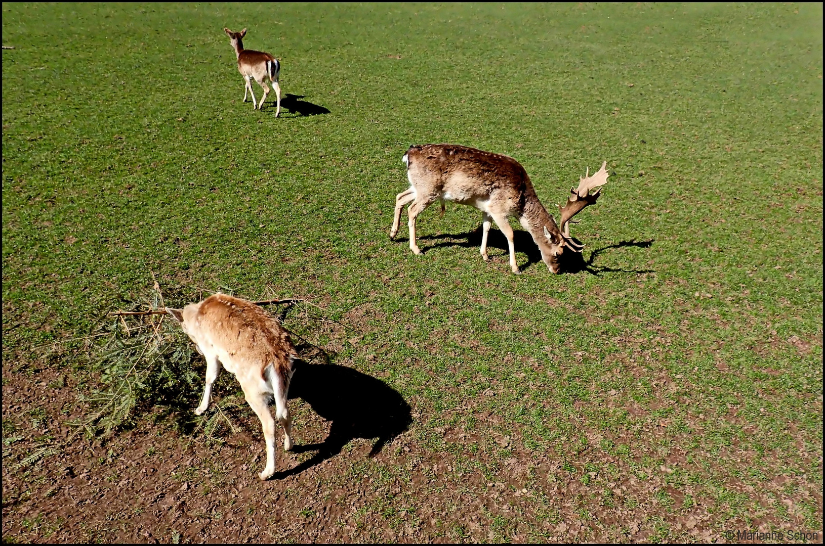 Rudolph und zwei seiner Damen...