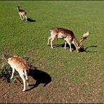 Rudolph und zwei seiner Damen...