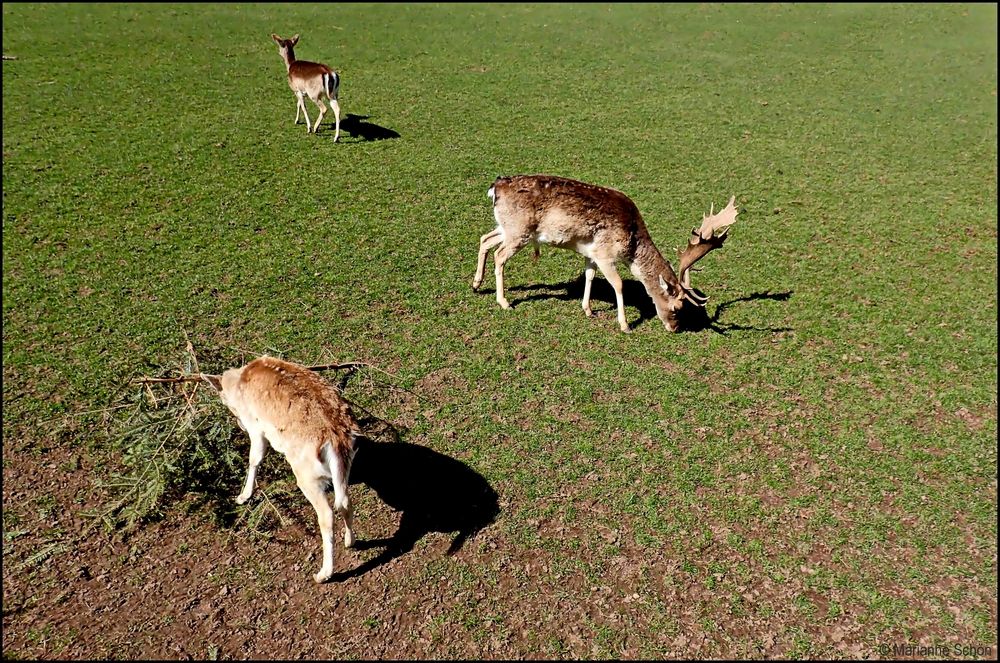 Rudolph und zwei seiner Damen...