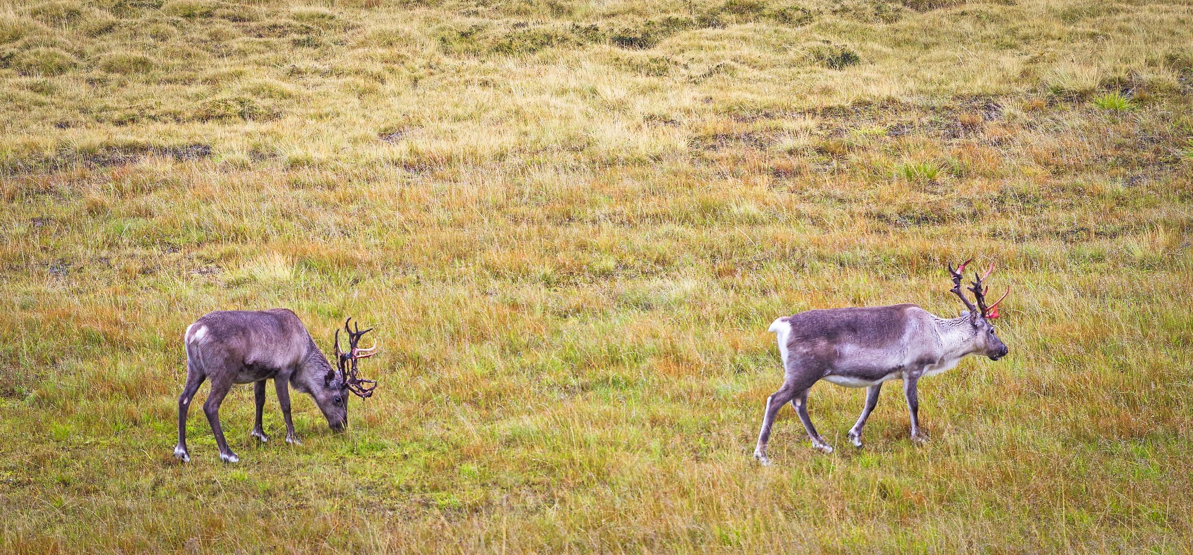 Rudolph's Trainingsgebiet