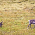 Rudolph's Trainingsgebiet