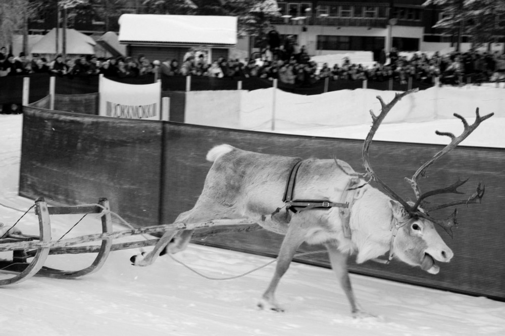 Rudy, the red-tongued reindeer von Christina Felschen