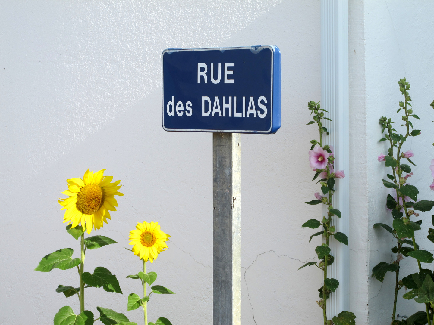 Rue de Dahlias