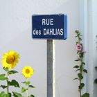 Rue de Dahlias