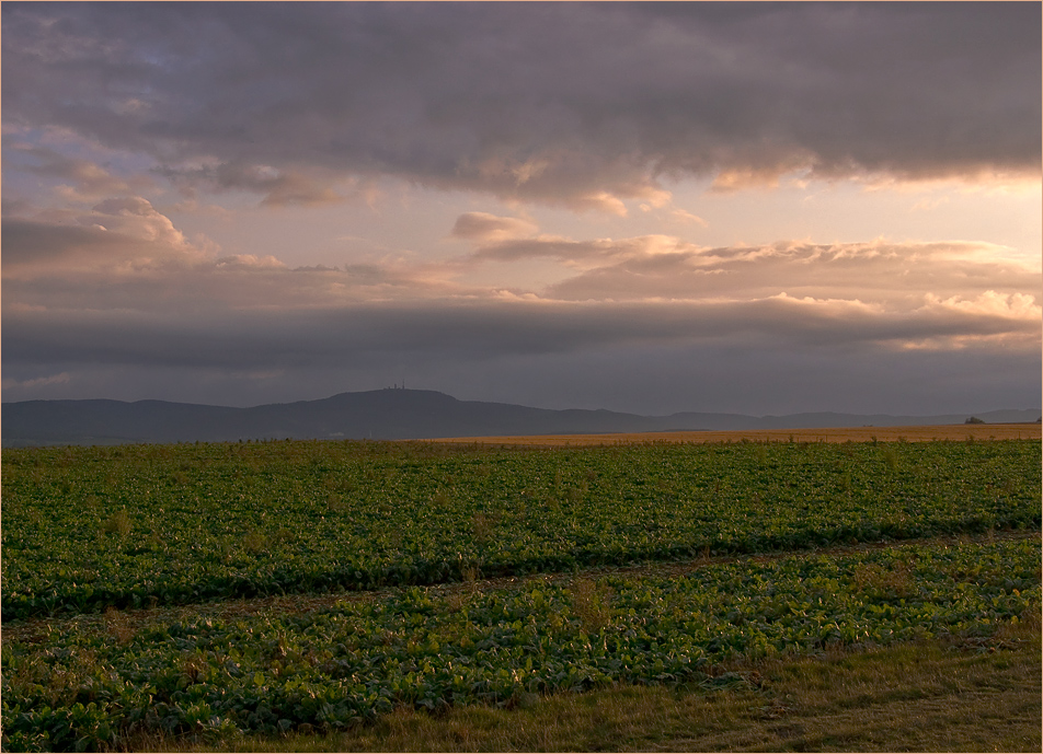 Rübenfeld am Abend