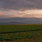 Rübenfeld am Abend