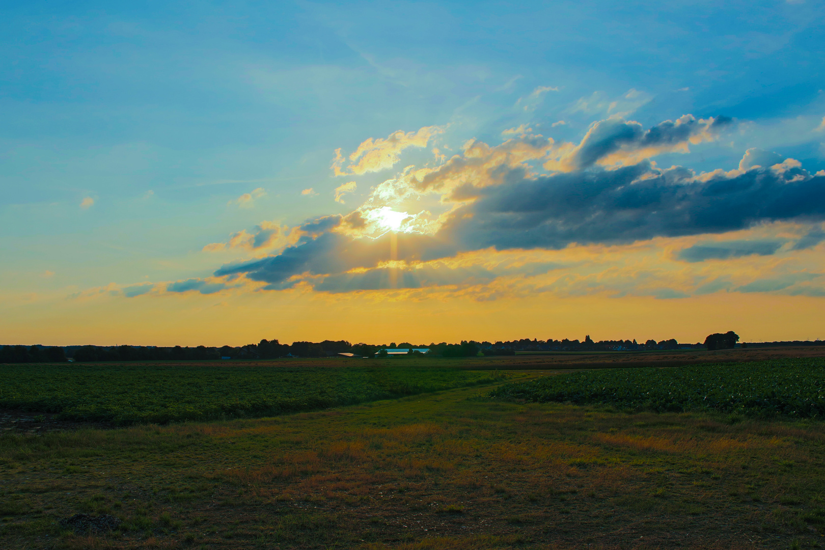 Rübenfeld im Sommer