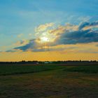 Rübenfeld im Sommer