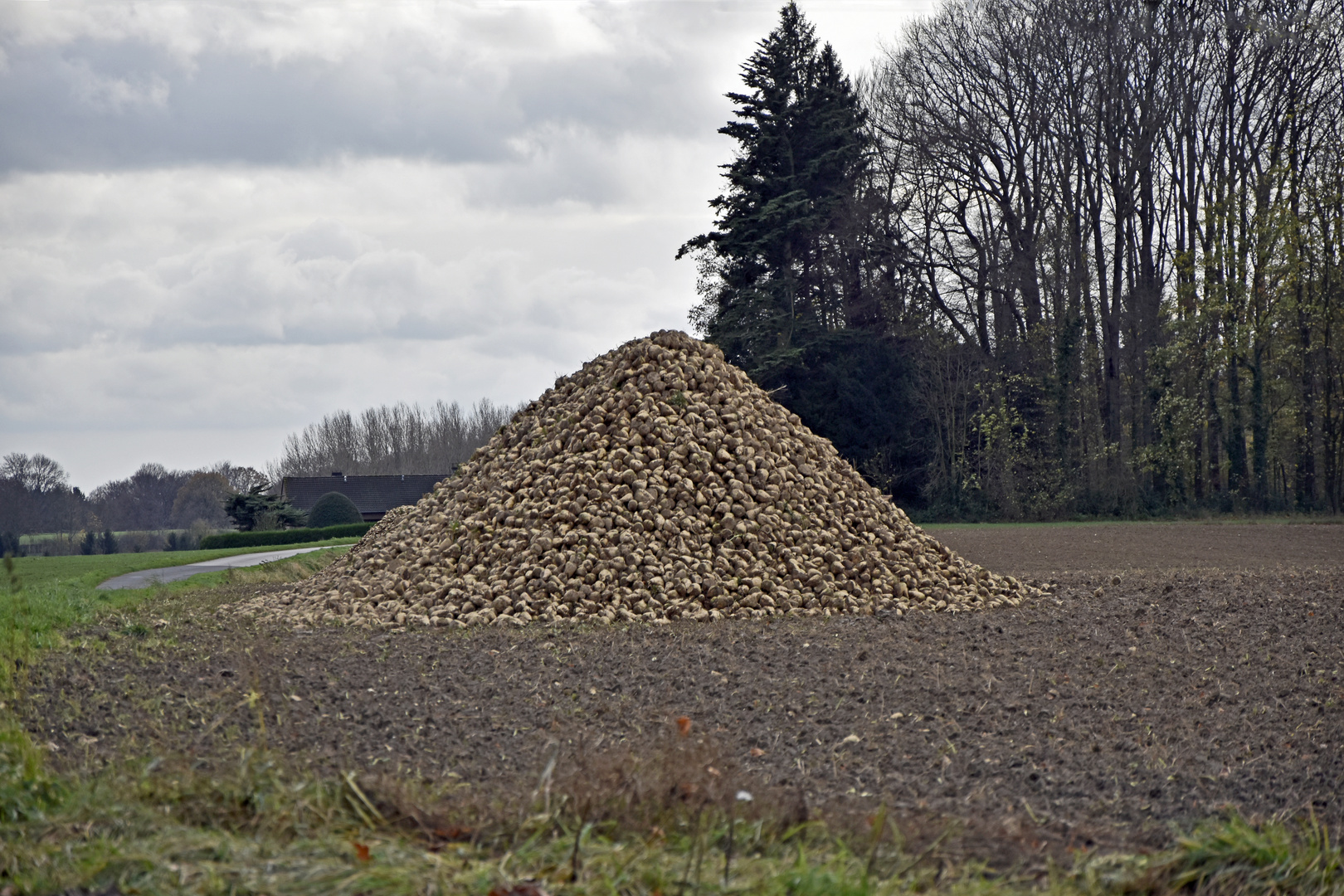 Rübengipfel