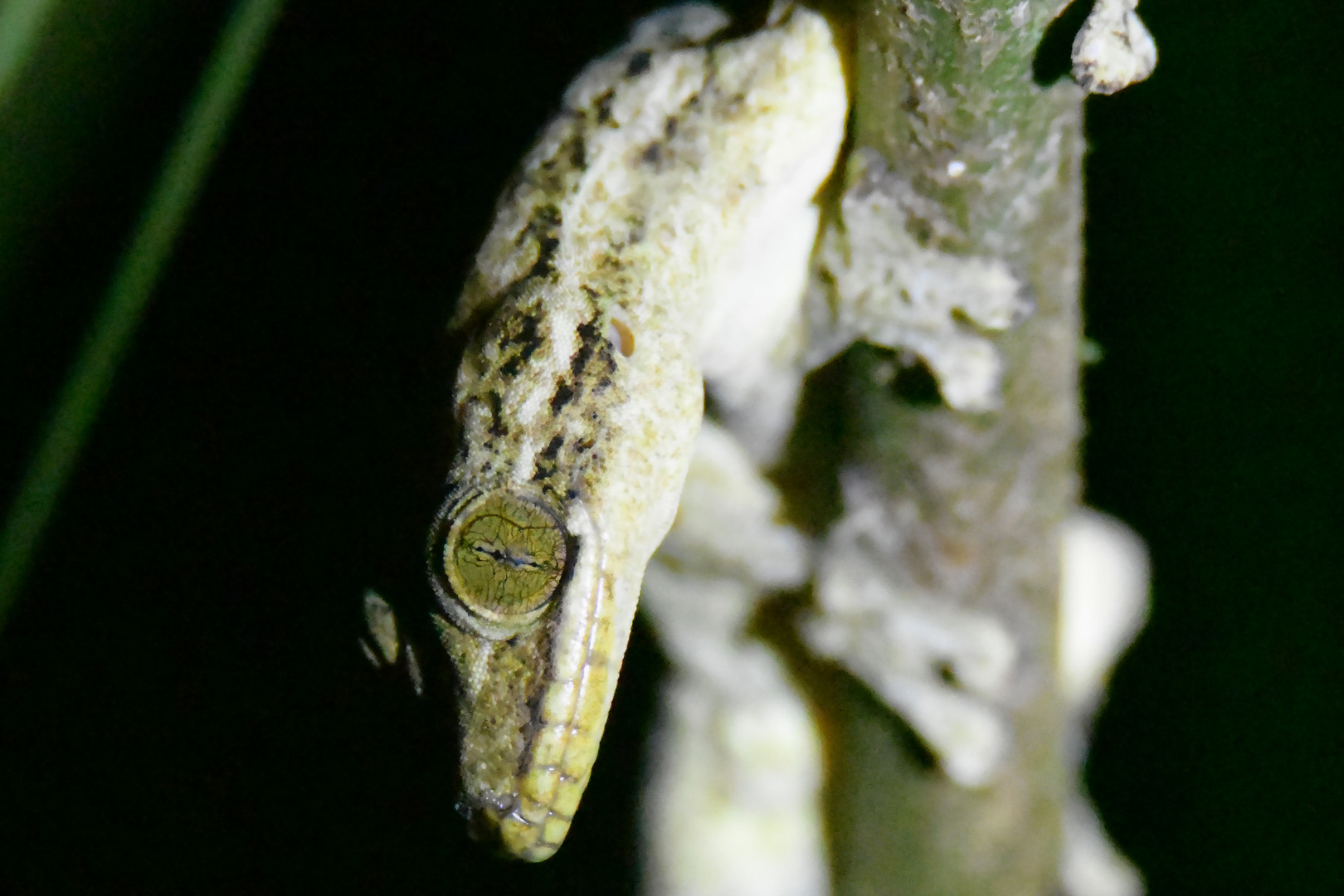 Rübenschwanzgecko