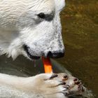 "Rübis mag ich auch, aber Fleisch noch mehr"