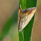 Rübsaatpfeifer,Evergestis extimalis,Rübsaatzünsler