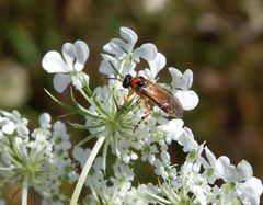 Rübsen-Blattwespe (Athalia rosae)