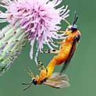 Rübsenblattwespe (Athalia rosae)