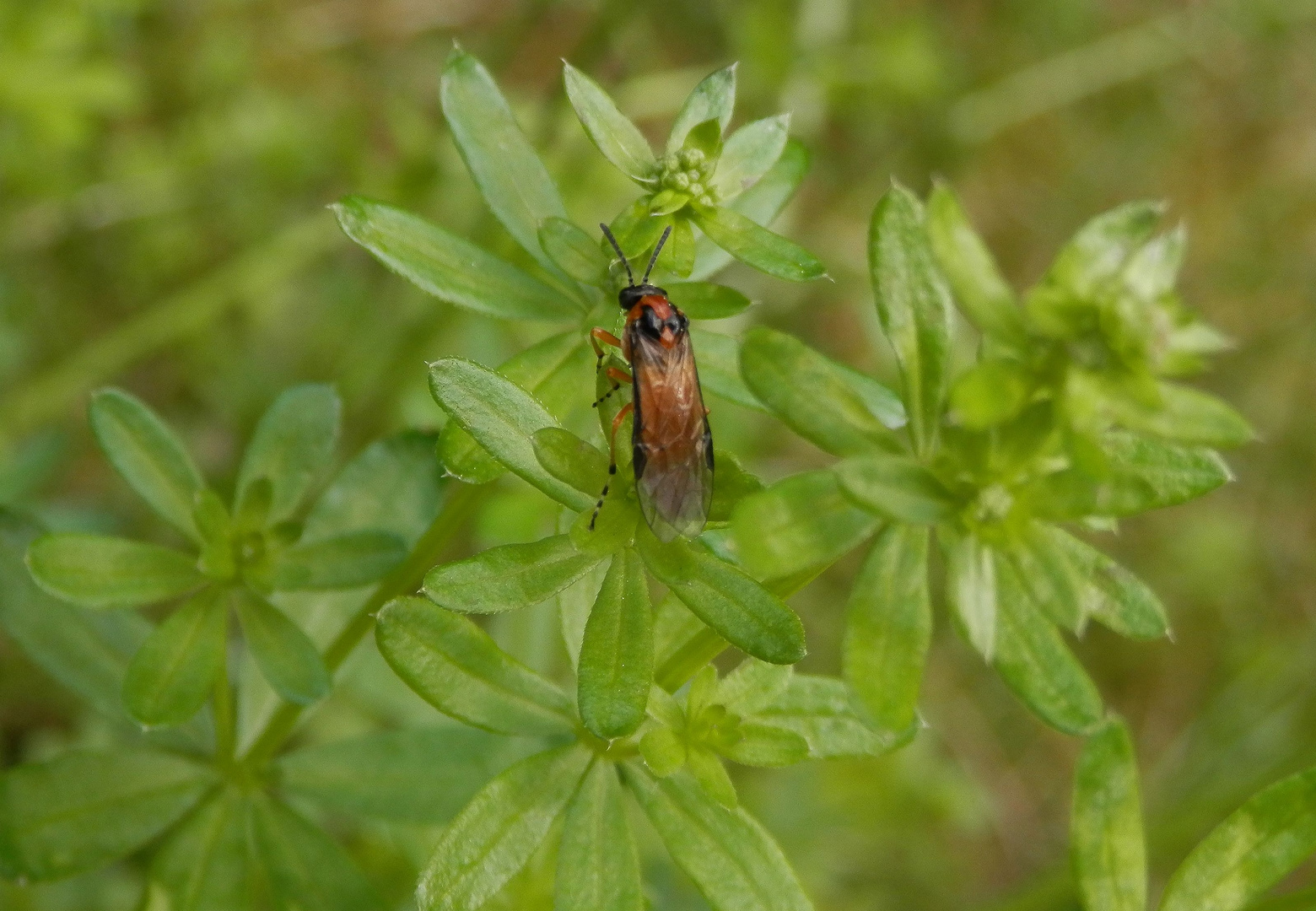 Rübsenblattwespe (Athalia rosae)