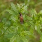 Rübsenblattwespe (Athalia rosae)