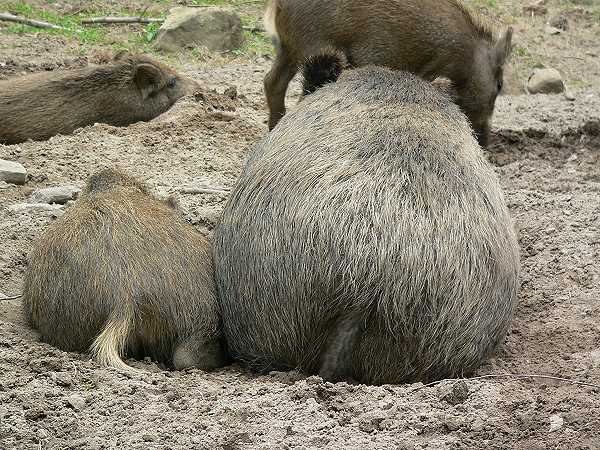 Rückansicht