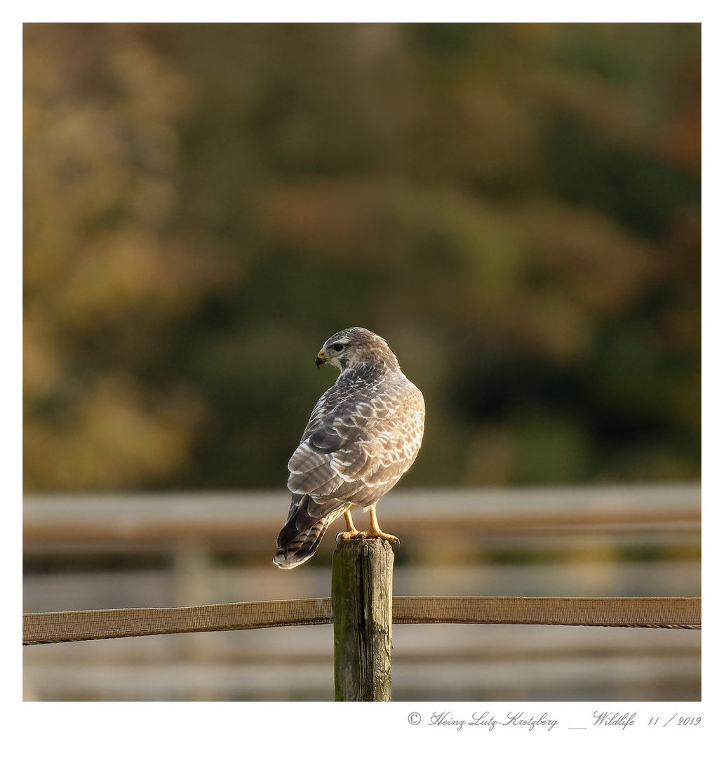 ... rückansicht ... Buteo / Mäusebussard